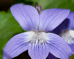 Viola sororia (common blue violet, woolly blue violet, common wood violet, broad-leaved wood violet)