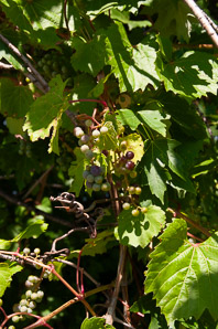 Vitis riparia (riverbank grape)