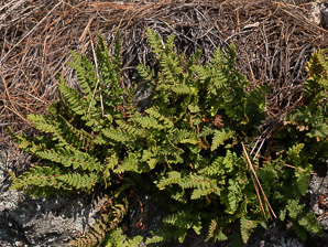 Woodsia ilvensis (rusty cliff fern, rusty woodsia)