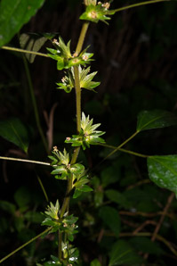 Acalypha rhomboidea (three-seeded mercury, rhombic three-seeded mercury, rhomboid mercury, rhombic copperleaf, common threeseed mercury)