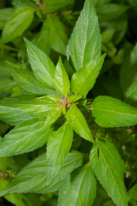 Acalypha rhomboidea (three-seeded mercury, rhombic three-seeded mercury, rhomboid mercury, rhombic copperleaf, common threeseed mercury)