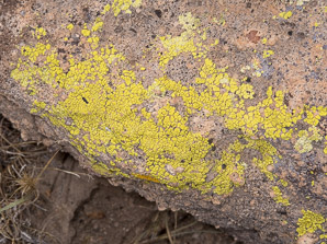 Acarospora socialis (bright cobblestone lichen, cracked lichen)