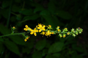 Agrimonia gryposepala (common agrimony, tall hairy agrimony, hooked agrimony, tall hairy grooveburr)