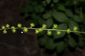 Agrimonia gryposepala (common agrimony, tall hairy agrimony, hooked agrimony, tall hairy grooveburr)