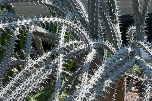 Alluaudia procera (Madagascar ocotillo)