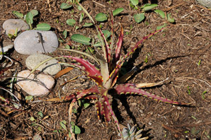 Aloe L. (aloe)