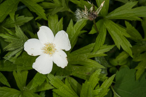 Anemone canadensis (Canada anemone, round-leaf thimbleweed, windflower, meadow anemone, roundleaf anemone, Canadian anemone)