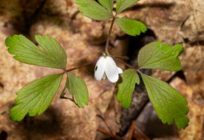 Anemone quinquefolia (wood anemone)
