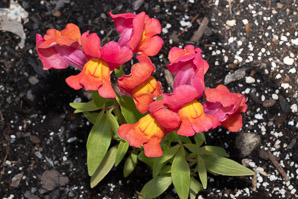 Antirrhinum L. (snapdragon)