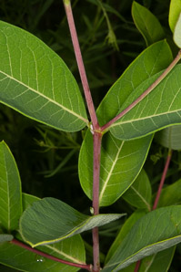 Apocynum cannabinum (dogbane, amy root, hemp dogbane, prairie dogbane, Indian hemp, rheumatism root, wild cotton, Indianhemp)