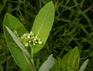 Apocynum cannabinum (dogbane, amy root, hemp dogbane, prairie dogbane, Indian hemp, rheumatism root, wild cotton, Indianhemp)