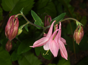 Aquilegia canadensis (red columbine, American columbine, Eastern columbine, Canada columbine, meetinghouses, rock bells, honeysuckle, rock lily, cluckies, jack-in-trousers, wild honeysuckle, granny’s bonnets, dancing fairies, wild columbine)