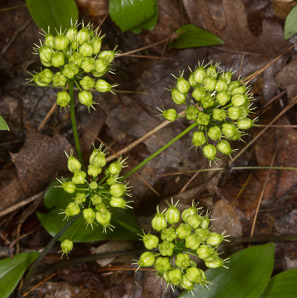 Aralia nudicaulis (wild sarsaparilla)