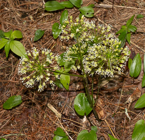 Aralia nudicaulis (wild sarsaparilla)