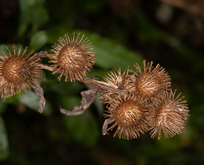 Arctium minus (burdock, common burdock, lesser burdock)