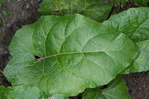 Arctium minus (burdock, common burdock, lesser burdock)