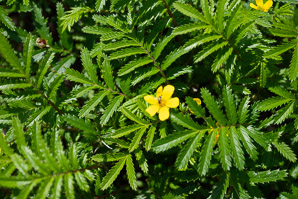 Argentina egedii (silverweed, Eged’s silverweed, Pacific silverweed)