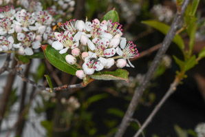 Aronia arbutifolia (red chokeberry)