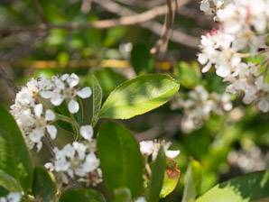 Aronia melanocarpa (black chokeberry)