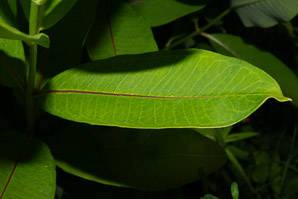 Asclepias syriaca (common milkweed, milkweed)