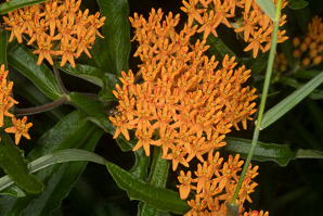 Asclepias tuberosa (butterfly milkweed, butterflyweed, orange milkweed, pleurisy root)