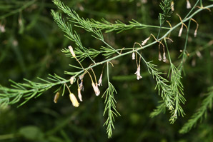 Asparagus officinalis (asparagus, wild asparagus, garden asparagus)