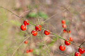 Asparagus officinalis (asparagus, wild asparagus, garden asparagus)