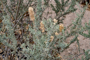 Atriplex canescens (fourwing saltbush, four-winged saltbush, chamiso, chamiza, four-wing saltbush)