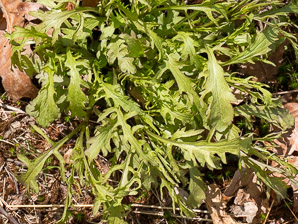 Aureolaria flava (smooth false foxglove, smooth yellow false foxglove)