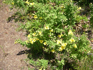 Aureolaria virginica (downy false foxglove, downy yellow false foxglove)