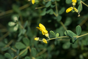 Baptisia tinctoria (wild indigo, yellow false indigo, horseflyweed, rattleweed)