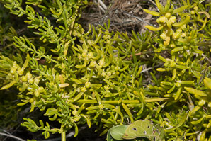 Batis maritima (saltwort, turtleweed, beachwort, pickleweed, barilla, planta de sal, camphire, herbe-à-crâbes, akulikuli-kai)