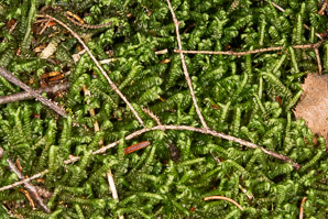 Bazzania trilobata (leafy liverwort, greater whipwort, millipede plant)
