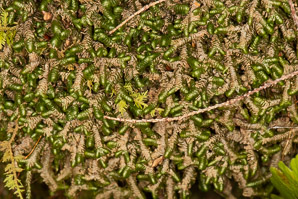 Bazzania trilobata (leafy liverwort, greater whipwort, millipede plant)