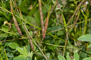 Brassica juncea (brown mustard, mustard greens, Indian mustard, Chinese mustard, kai choi)
