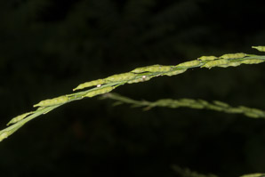Brassica nigra (black mustard)