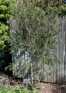 Callistemon ‘Cane’s (Cane’s hybrid bottlebrush)