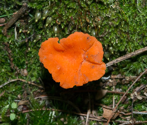 Cantharellus cinnabarinus (cinnabar chanterelle, apricot chanterelle)