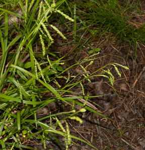 Carex gracillima (graceful sedge)