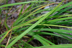 Carex gynandra (nodding sedge)