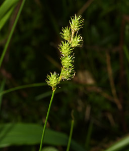 Carex normalis (greater straw sedge)