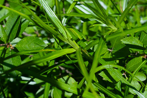 Carex scoparia (pointed broom sedge, broom sedge)