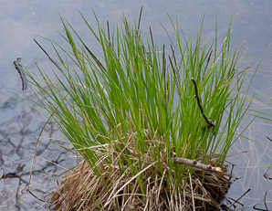 Carex stricta (tussock sedge, upright sedge)