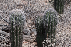 Carnegiea gigantea (saguaro, giant saguaro)