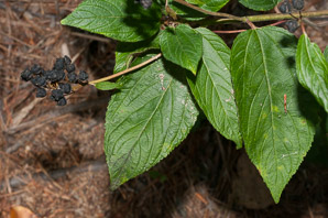 Ceanothus americanus (New Jersey tea, red root, wild snowball, mountain sweet)