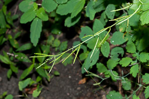 Chelidonium majus (greater celandine, celandine)