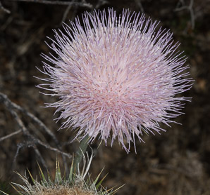 Cirsium neomexicanum (desert thistle, New Mexico thistle, powderpuff thistle, lavender thistle, Foss thistle)