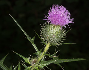 Cirsium vulgare (bull thistle)