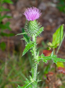 Cirsium vulgare (bull thistle)