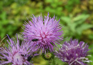 Cirsium vulgare (bull thistle)